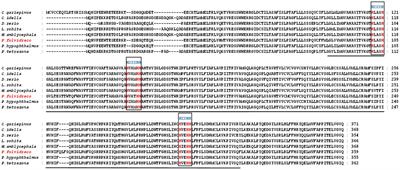 Molecular characterization of fad6 gene and its transcriptional changes in response to different initial diets and nutritional status in yellow catfish (Pelteobagrus fulvidraco)